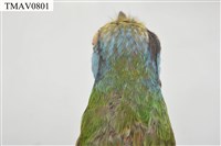 五色鳥藏品圖，第18張